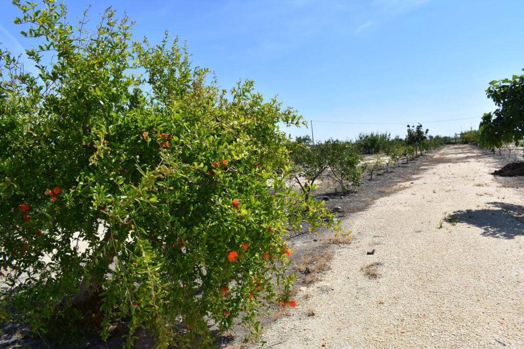 3 soveværelse Finca/Landehus til salg i Amposta med swimmingpool garage - € 569.900 (Ref: 9337819)