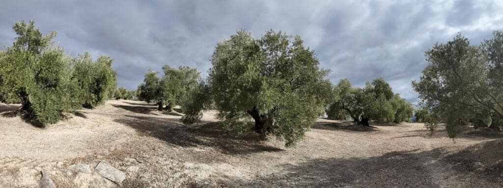 Grond te koop in Ubeda - € 115.000 (Ref: 9367344)