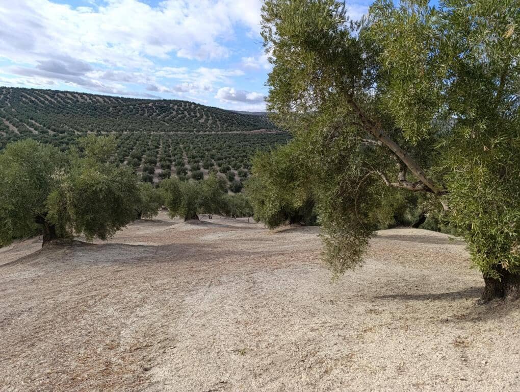 Grond te koop in Ubeda - € 115.000 (Ref: 9367344)