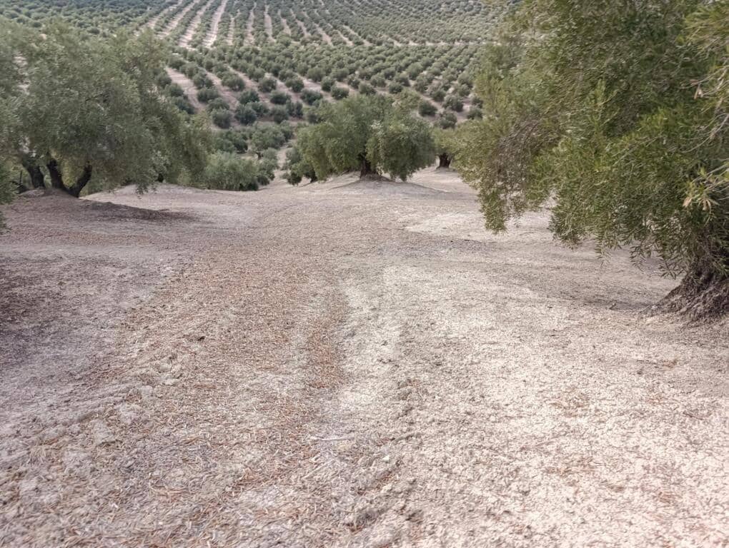 Grond te koop in Ubeda - € 115.000 (Ref: 9367344)