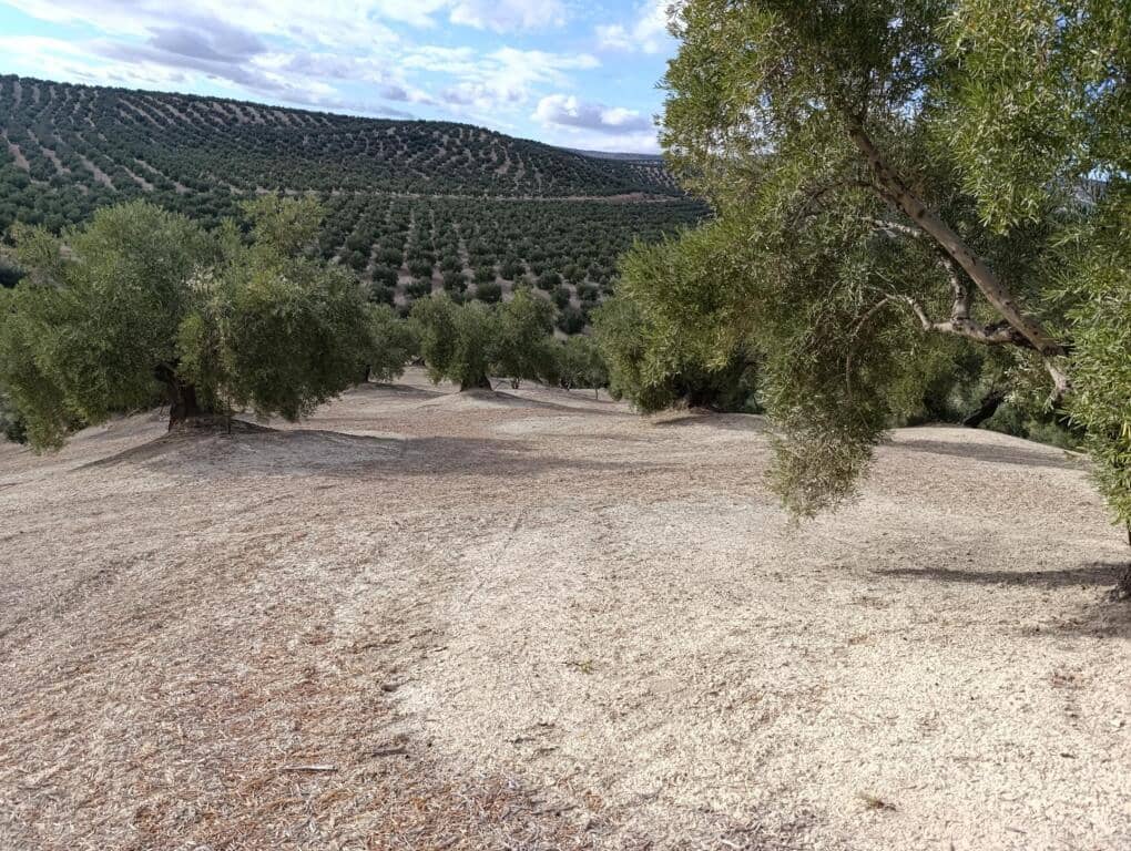 Grond te koop in Ubeda - € 115.000 (Ref: 9367344)