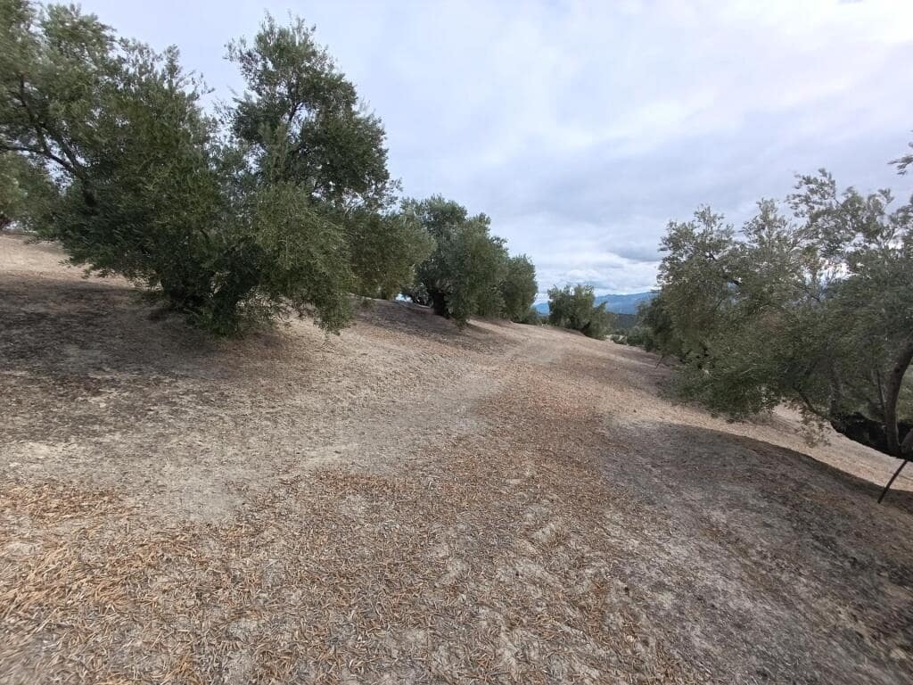 Grond te koop in Ubeda - € 115.000 (Ref: 9367344)