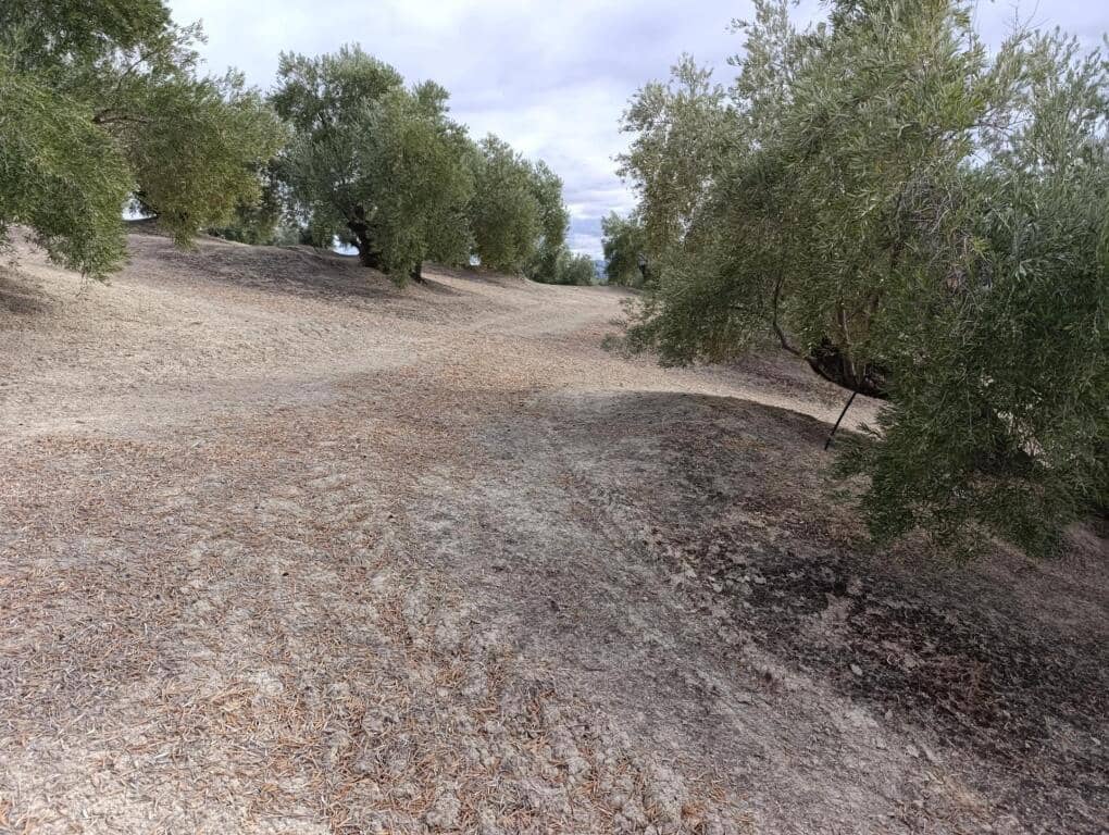 Grond te koop in Ubeda - € 115.000 (Ref: 9367344)