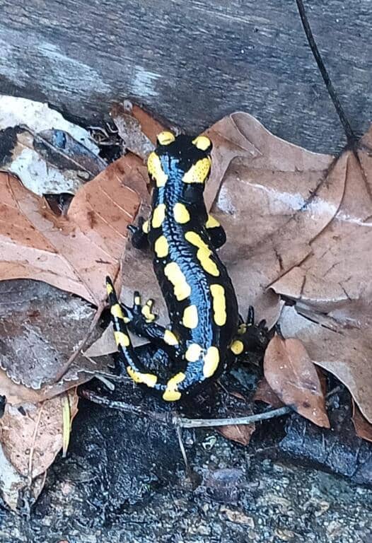 5 camera da letto Finca/Casa di Campagna in vendita in Vallgorguina con garage - 598.000 € (Rif: 9427084)