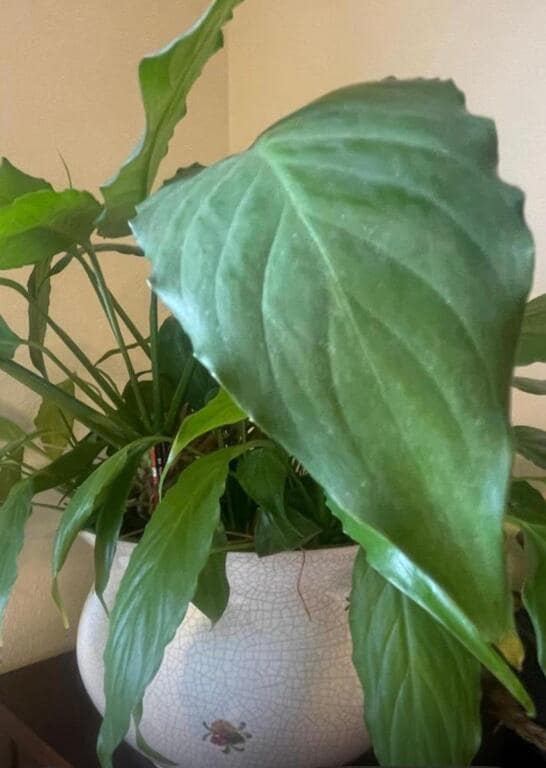 3 camera da letto Attico in vendita in Pontevedra citta con garage - 439.000 € (Rif: 9427085)