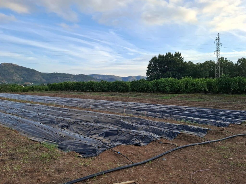 3 bedroom Finca/Country House for sale in Cerda with pool - € 145,000 (Ref: 9594989)