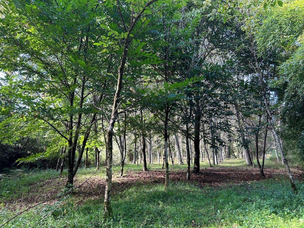 4 bedroom Finca/Country House for sale in Mondariz with garage - € 385,000 (Ref: 9595338)