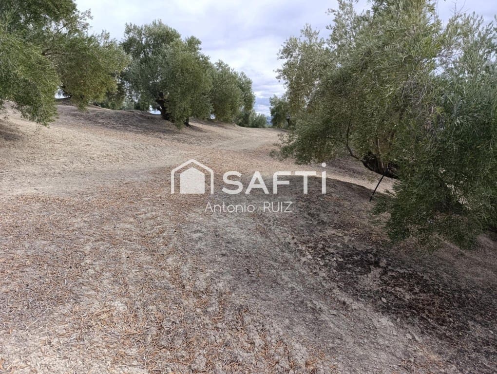 Undeveloped Land for sale in Ubeda - € 115,000 (Ref: 9595472)