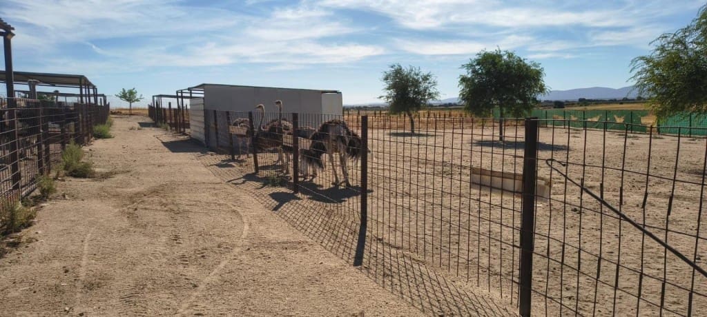 1 bedroom Finca/Country House for sale in Pulgar - € 320,000 (Ref: 9595589)