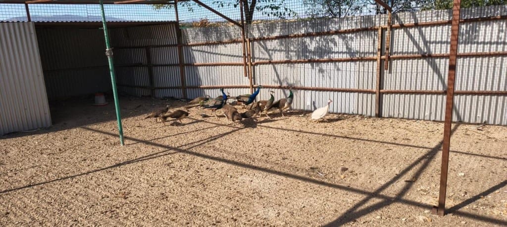 1 bedroom Finca/Country House for sale in Pulgar - € 320,000 (Ref: 9595589)