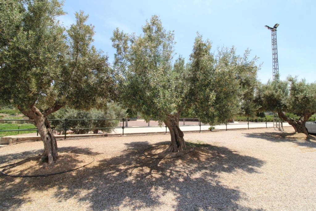 Undeveloped Land for sale in Almenara - € 650,000 (Ref: 9595604)