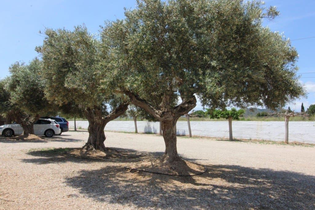 Undeveloped Land for sale in Almenara - € 650,000 (Ref: 9595604)