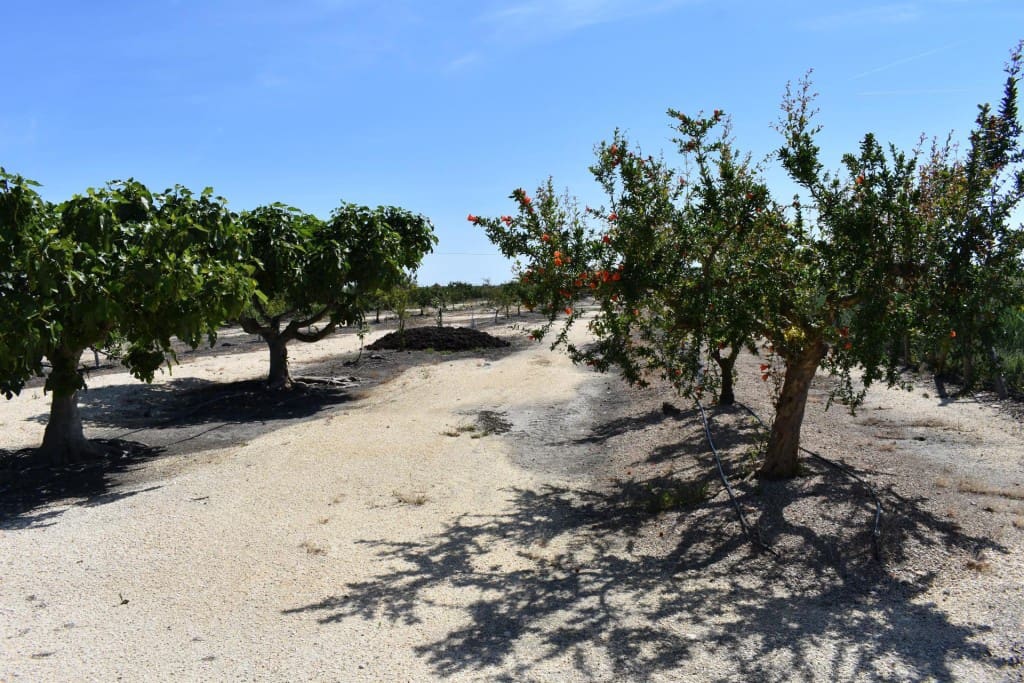 3 soveværelse Finca/Landehus til salg i Amposta med swimmingpool garage - € 569.900 (Ref: 9595879)