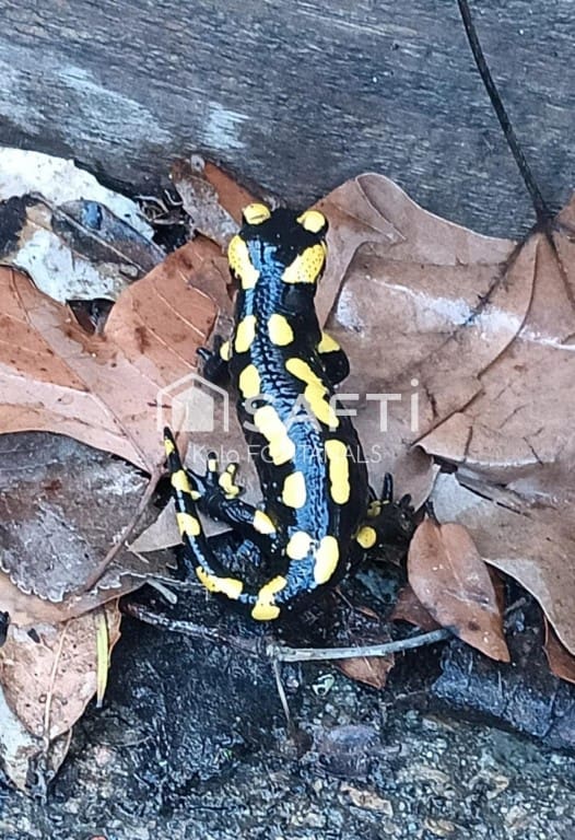 5 soveværelse Finca/Landehus til salg i Vallgorguina med garage - € 598.000 (Ref: 9595909)