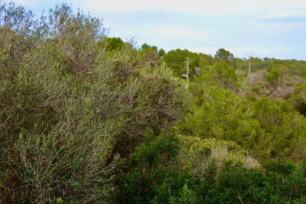 4 soveværelse Villa til salg i Cala Santanyi med swimmingpool - € 1.490.000 (Ref: 9619283)