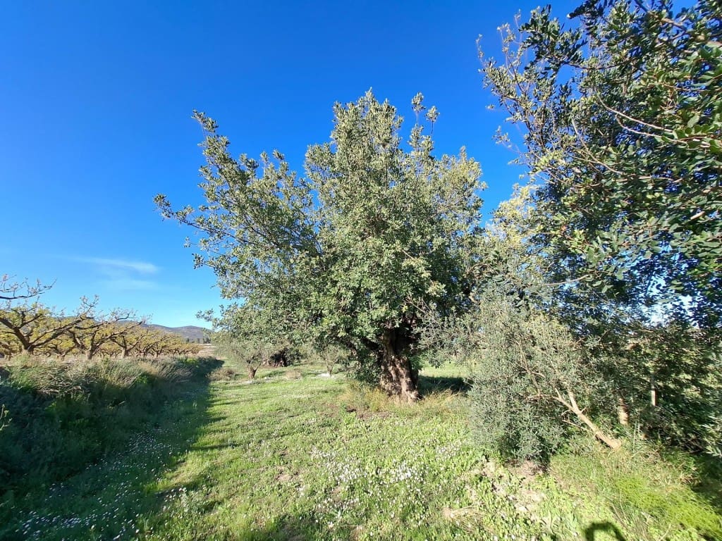 Terrain à Bâtir à vendre à Aielo de Malferit - 95 000 € (Ref: 9701508)