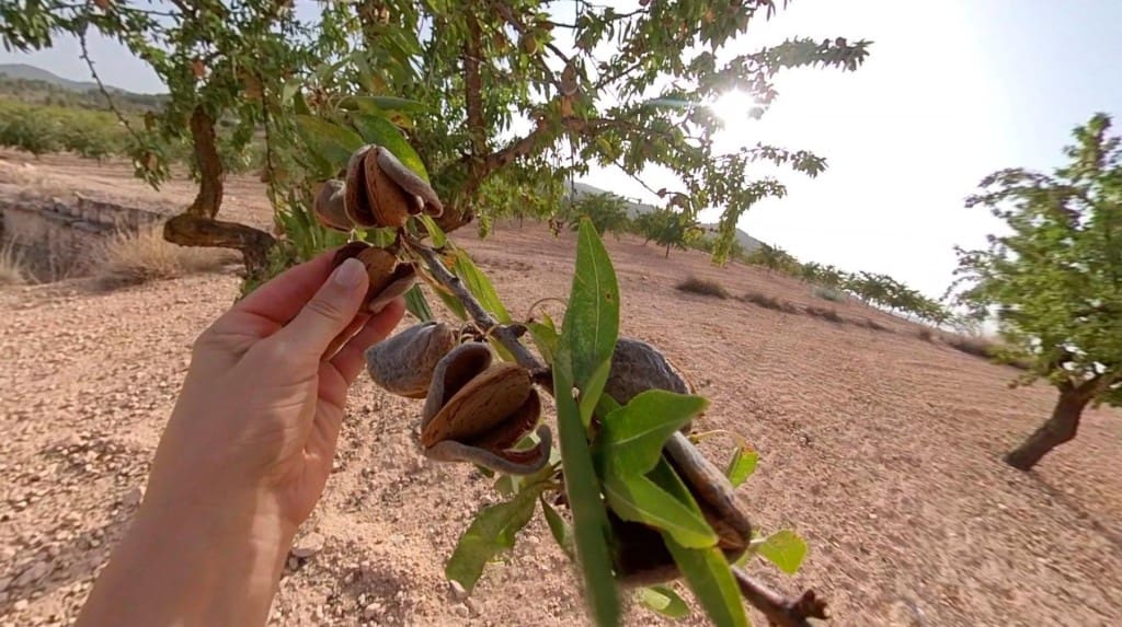 Ubebygd land til salgs i Monovar / Monover - € 70 000 (Ref: 9770556)