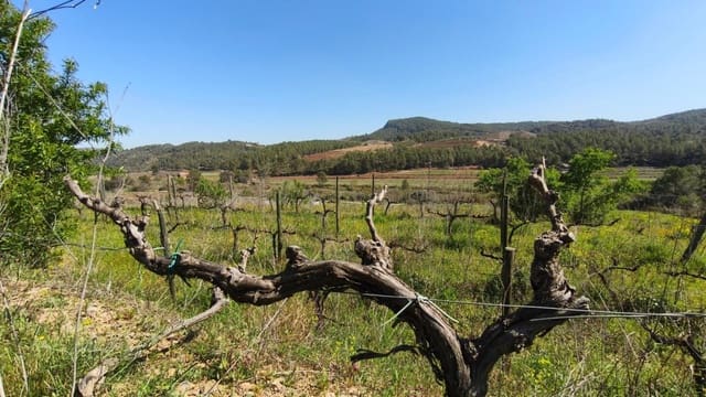 Undeveloped Land for sale in El Molar - € 400,000 (Ref: 9796966)