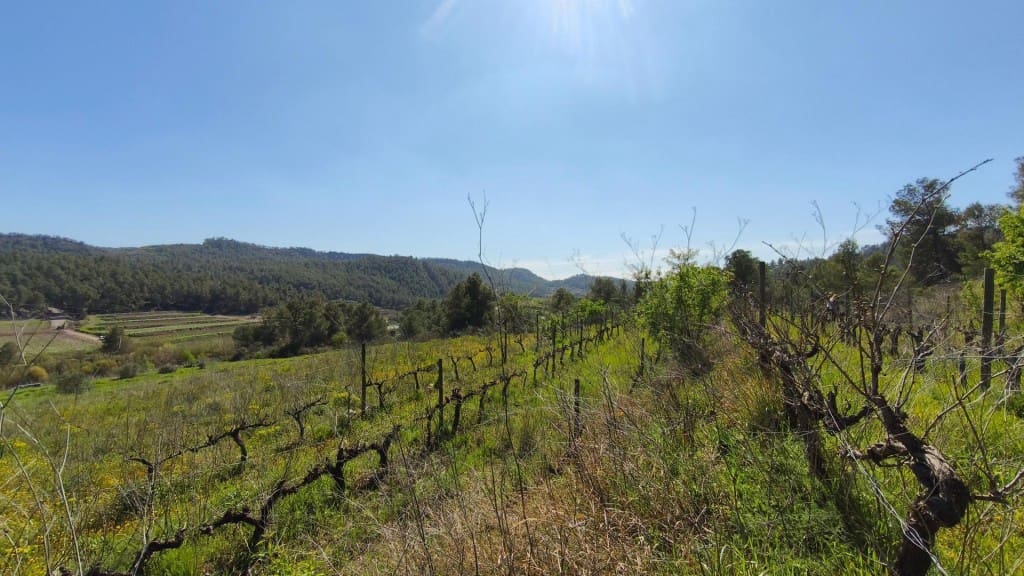 Undeveloped Land for sale in El Molar - € 400,000 (Ref: 9796966)