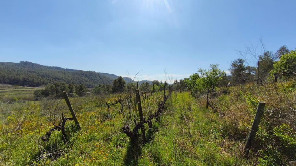 Undeveloped Land for sale in El Molar - € 400,000 (Ref: 9796966)