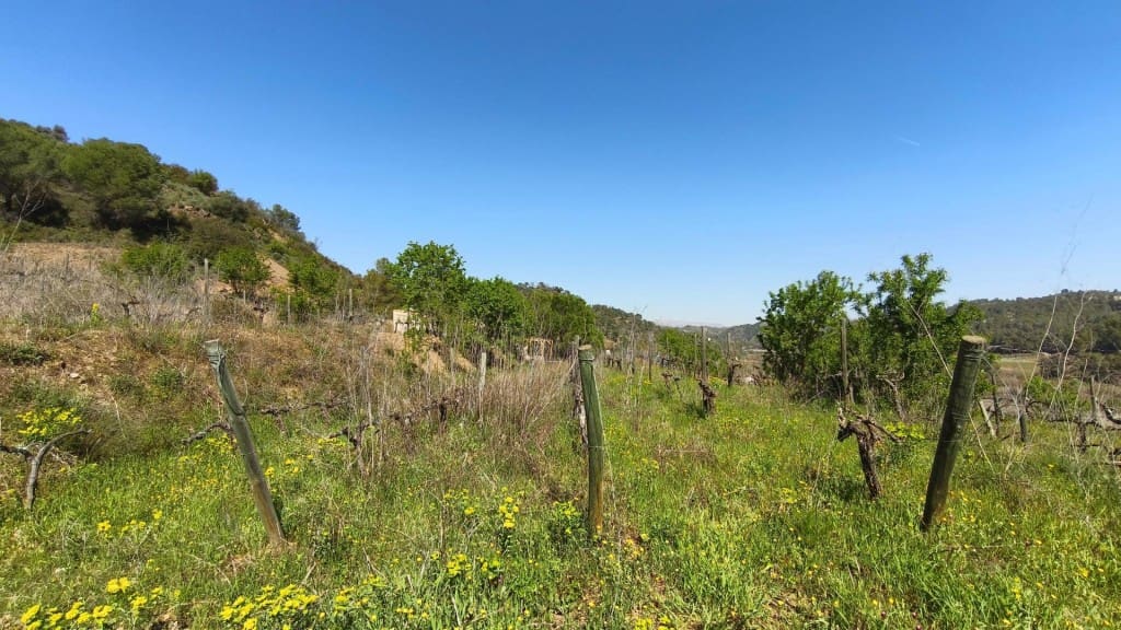 Undeveloped Land for sale in El Molar - € 400,000 (Ref: 9796966)