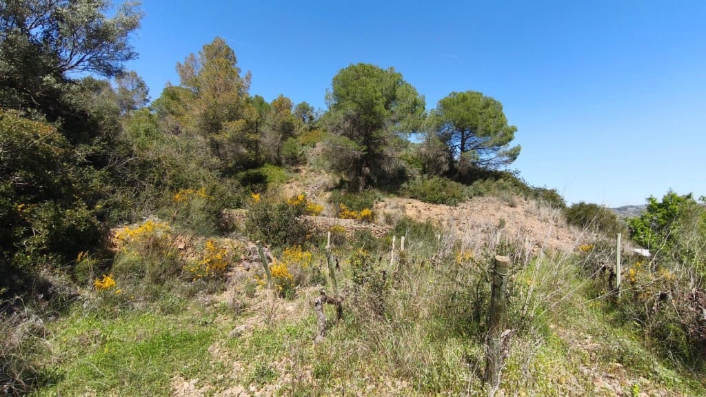 Undeveloped Land for sale in El Molar - € 400,000 (Ref: 9796966)