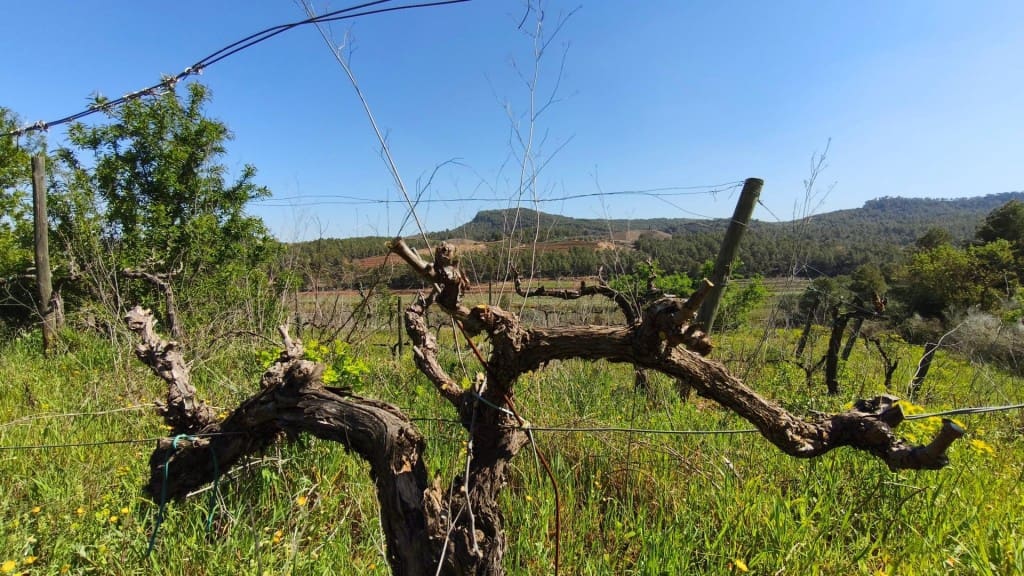 Undeveloped Land for sale in El Molar - € 400,000 (Ref: 9796966)