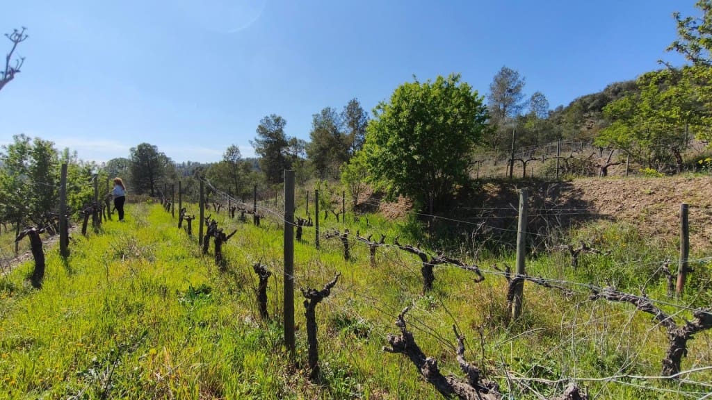 Undeveloped Land for sale in El Molar - € 400,000 (Ref: 9796966)