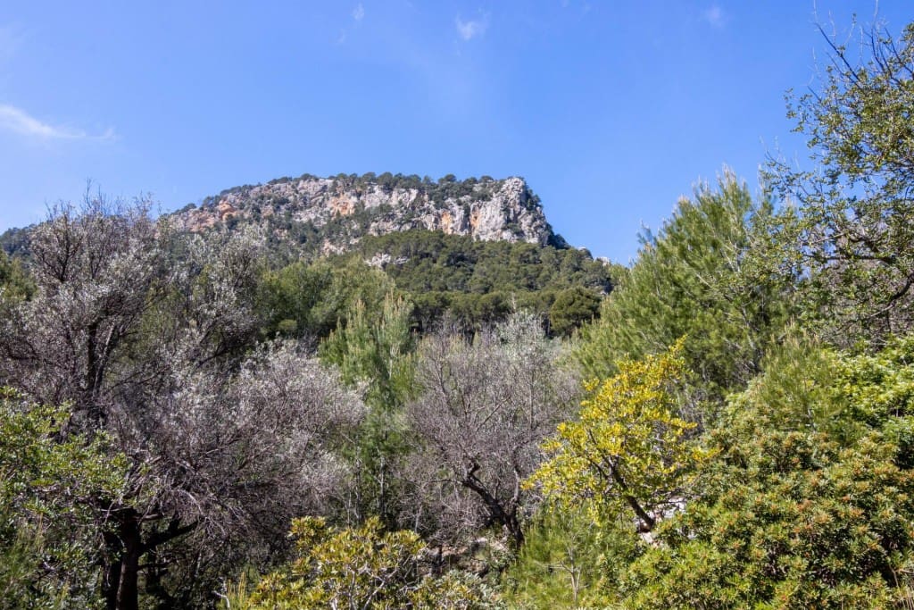 Terreno Não Urbanizado para venda em Soller - 150 000 € (Ref: 9815775)
