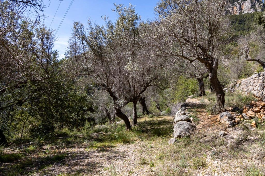 Terreno Não Urbanizado para venda em Soller - 150 000 € (Ref: 9815775)