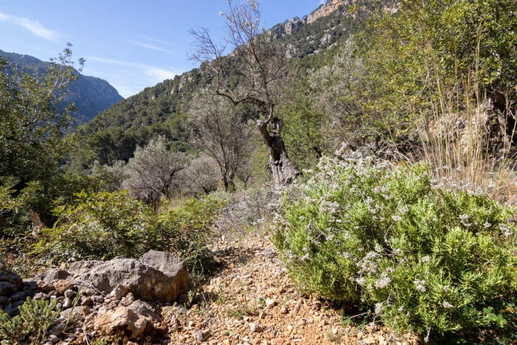 Terreno Não Urbanizado para venda em Soller - 150 000 € (Ref: 9815775)