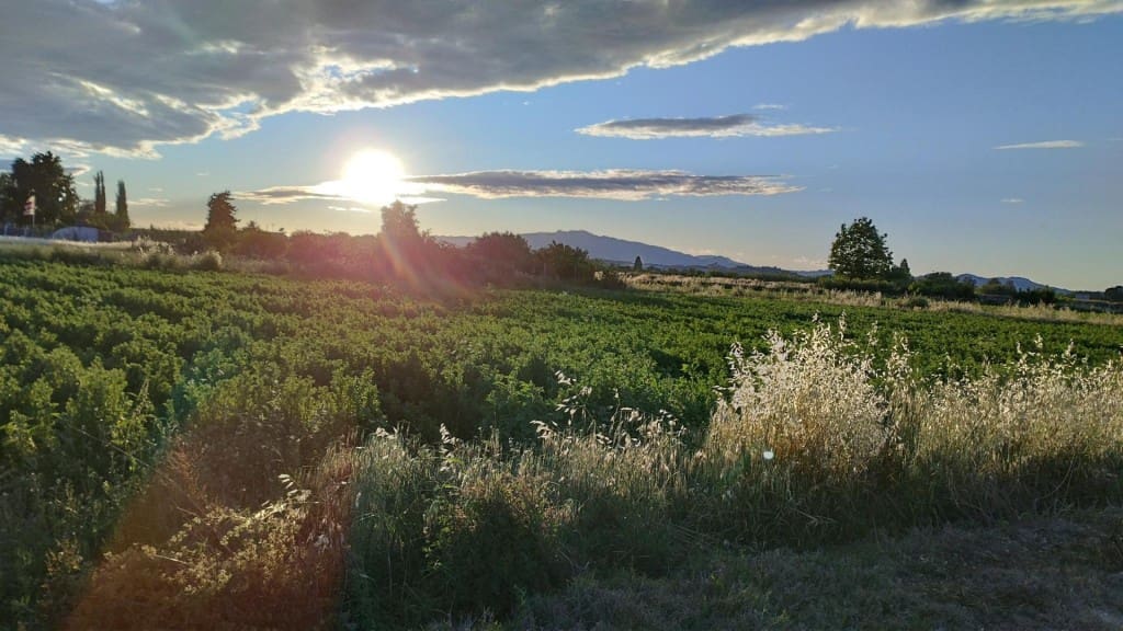 Undeveloped Land for sale in Molina de Segura - € 62,000 (Ref: 9865060)