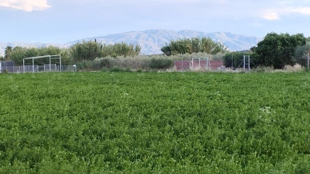 Undeveloped Land for sale in Molina de Segura - € 62,000 (Ref: 9865060)