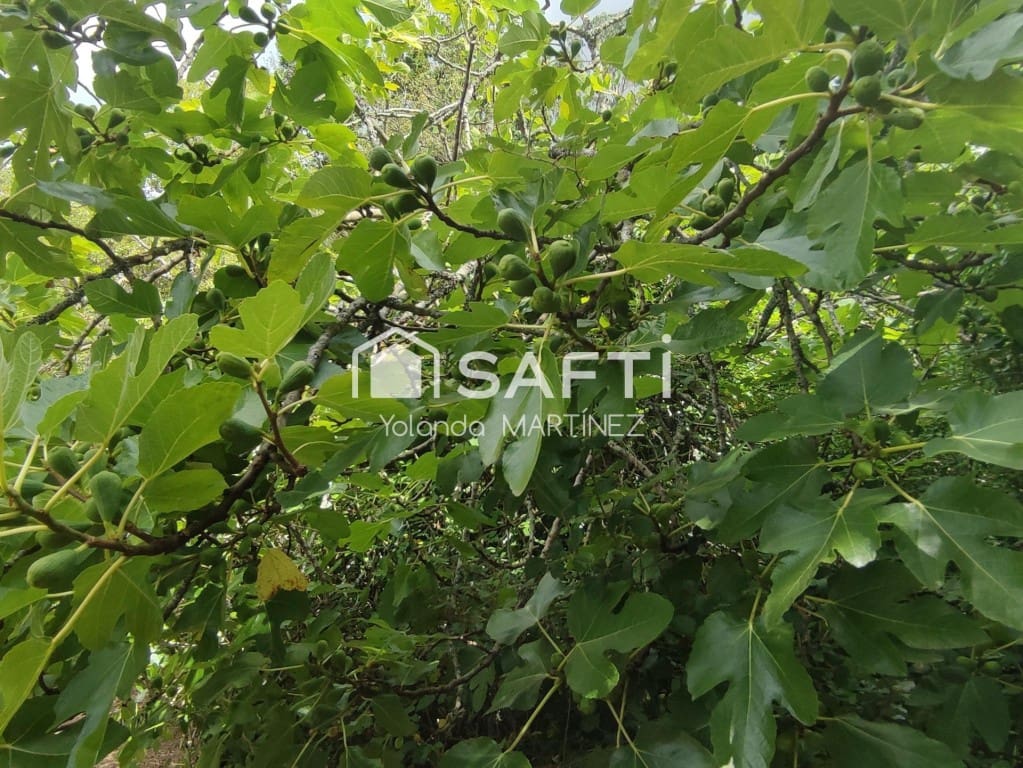 Ubebygd land til salgs i Teo - € 49 500 (Ref: 9890044)