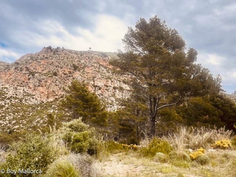 2 quarto Quinta/Casa Rural para venda em Andratx com garagem - 605 000 € (Ref: 8951924)