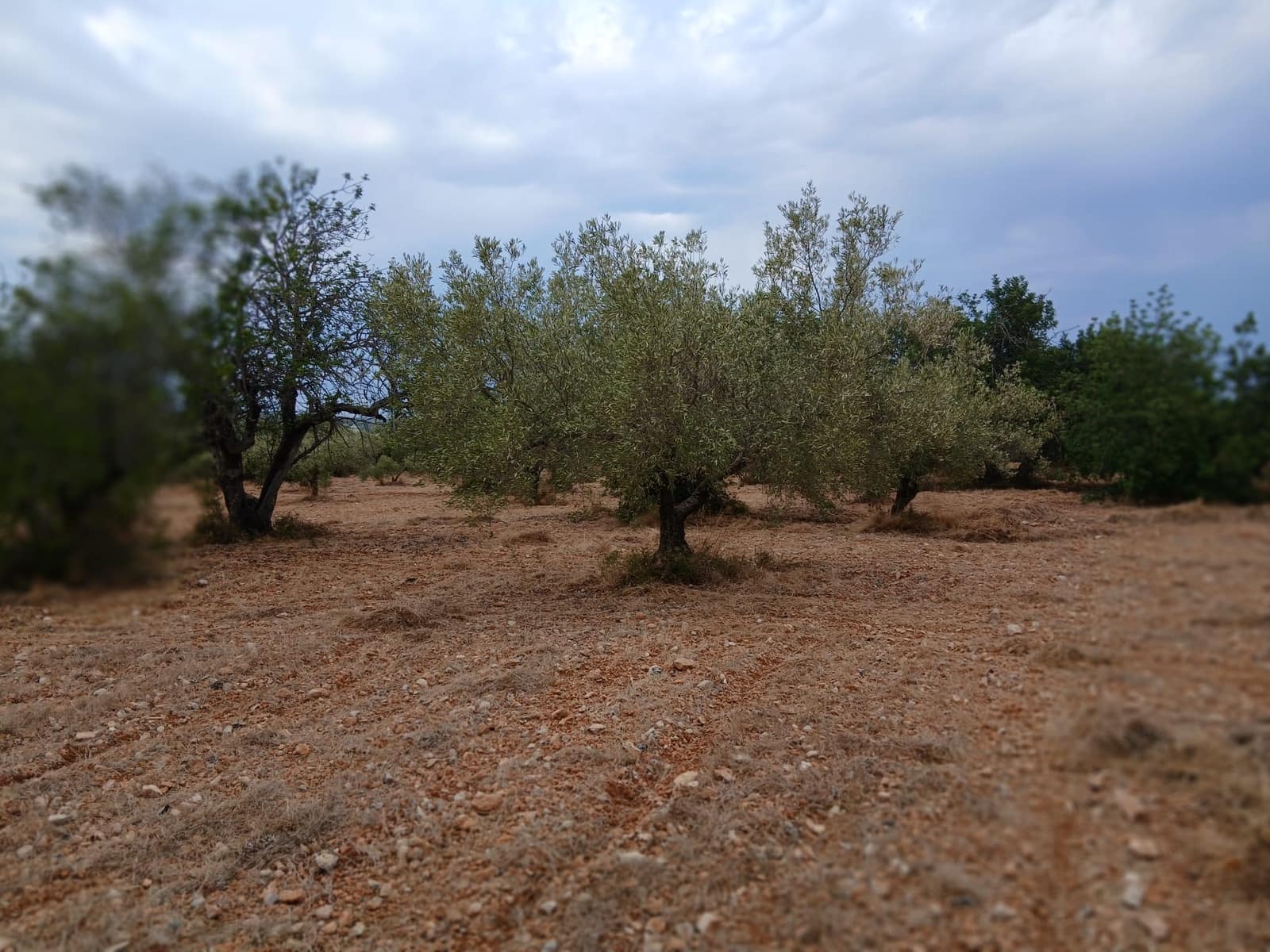 Terreno para Construção para venda em Peniscola - 260 000 € (Ref: 10086746)