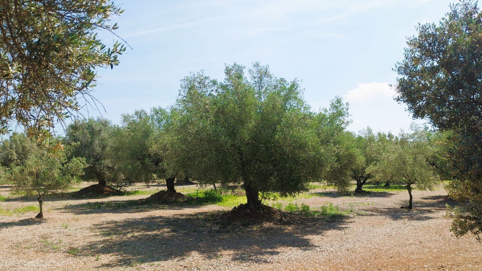 Virksomhed til salg i San Rafael del Rio / Sant Rafael del Riu med garage - € 69.000 (Ref: 9027221)