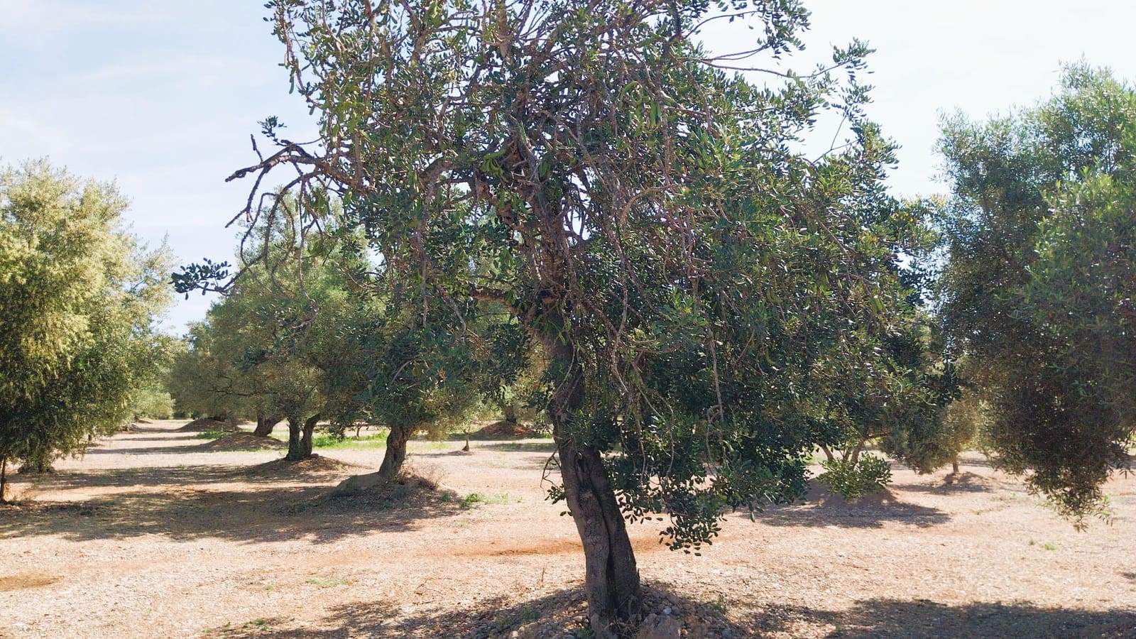 Tomt till salu i San Rafael del Rio / Sant Rafael del Riu - 69 000 € (Ref: 9076780)