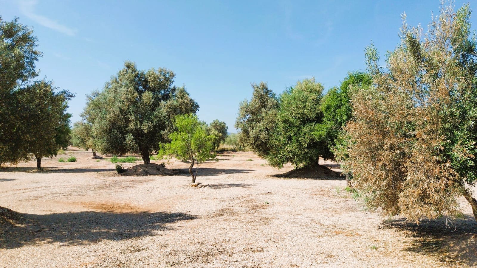 Tomt till salu i San Rafael del Rio / Sant Rafael del Riu - 69 000 € (Ref: 9076780)