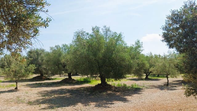 Bouwgrond te koop in San Rafael del Rio / Sant Rafael del Riu - € 69.000 (Ref: 9076780)