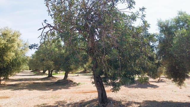 Bouwgrond te koop in San Rafael del Rio / Sant Rafael del Riu - € 69.000 (Ref: 9076780)