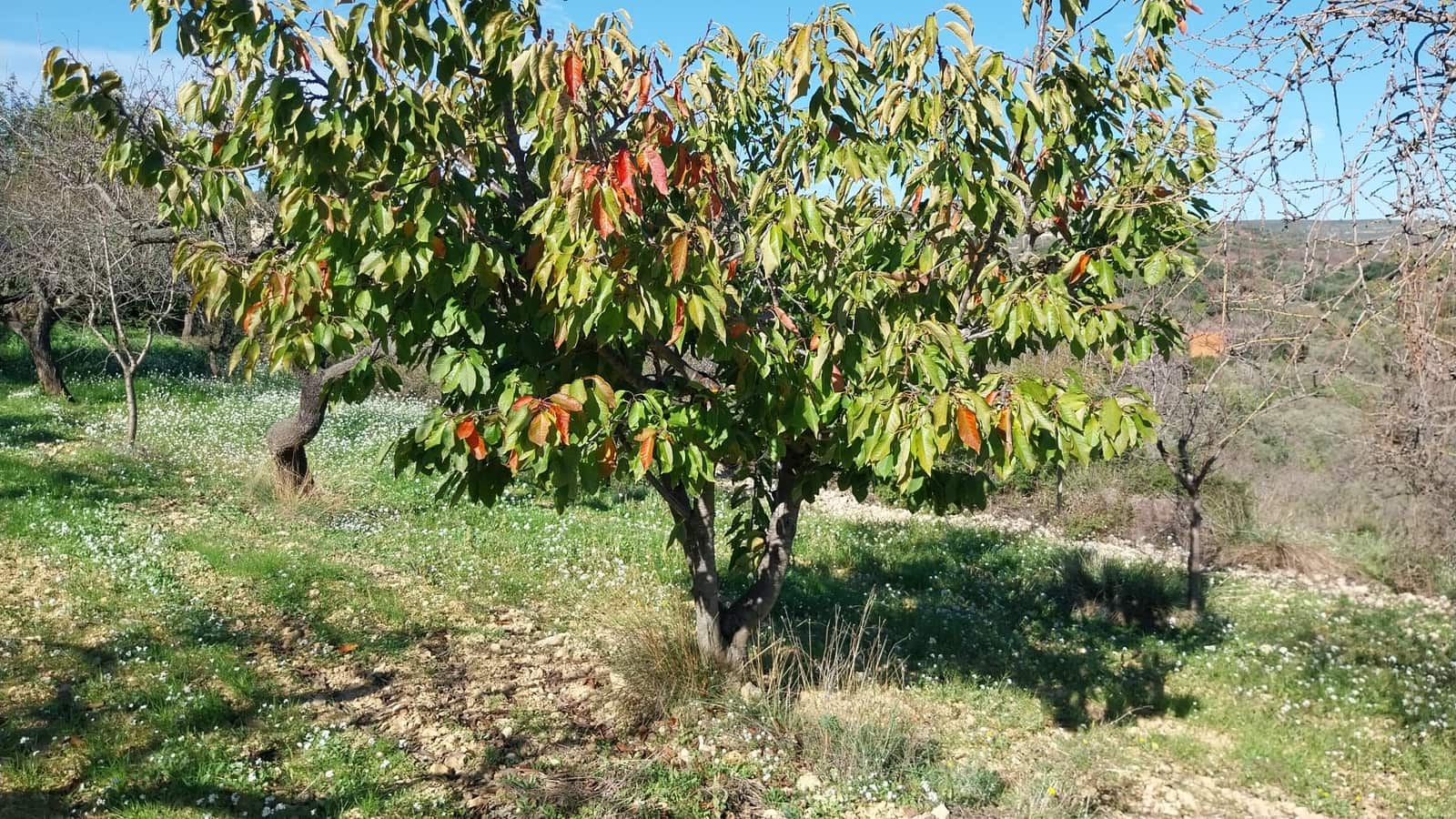 4 slaapkamer Finca/Landhuis te koop in Les Coves de Vinroma met garage - € 220.000 (Ref: 9383189)