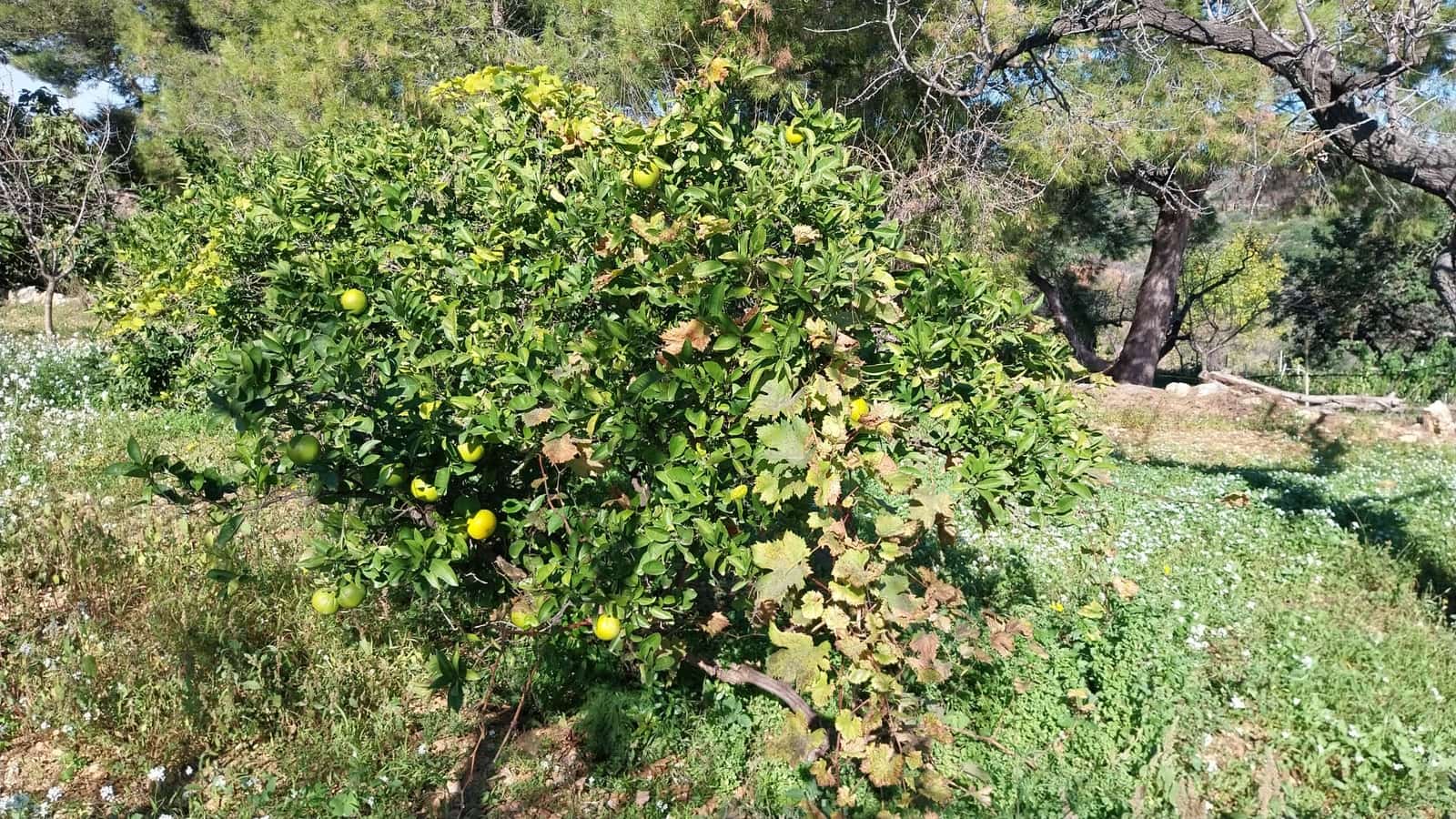 4 slaapkamer Finca/Landhuis te koop in Les Coves de Vinroma met garage - € 220.000 (Ref: 9383189)