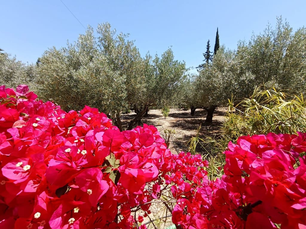 3 Zimmer Finca/Landgut zu verkaufen in Albatera mit Pool - 330.000 € (Ref: 8989891)