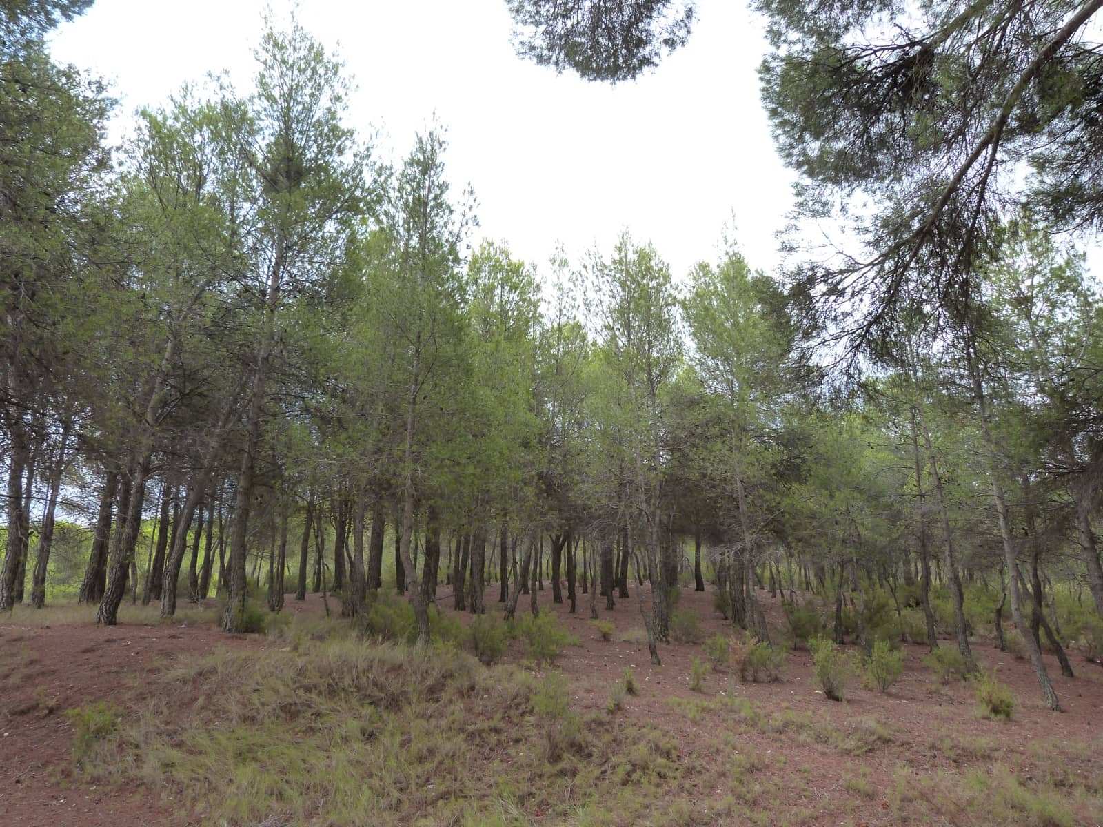 15 bedroom Finca/Country House for sale in Ibi with pool garage - € 850,000 (Ref: 9445562)
