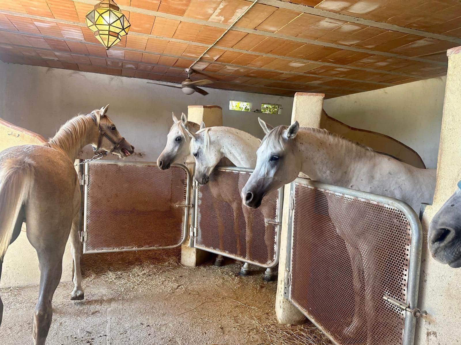 3 slaapkamer Finca/Landhuis te koop in Polop - € 295.000 (Ref: 9994242)