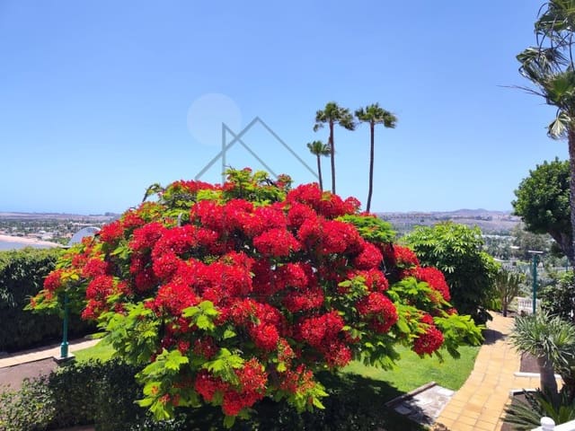 2 sypialnia Bungalow do wynajęcia w Playa del Inglés, San Bartolomé de Tirajana z basenem - 1 800 € (Ref: 9839268)