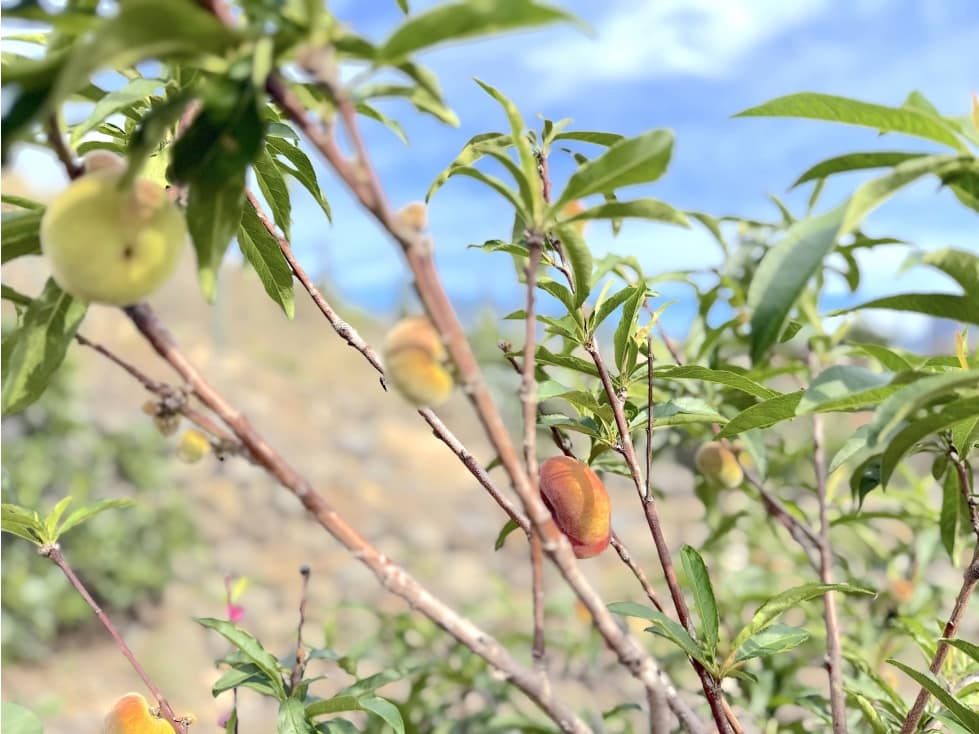 Grunde uden byggetilladelser til salg i Guimar - € 105.000 (Ref: 9008362)