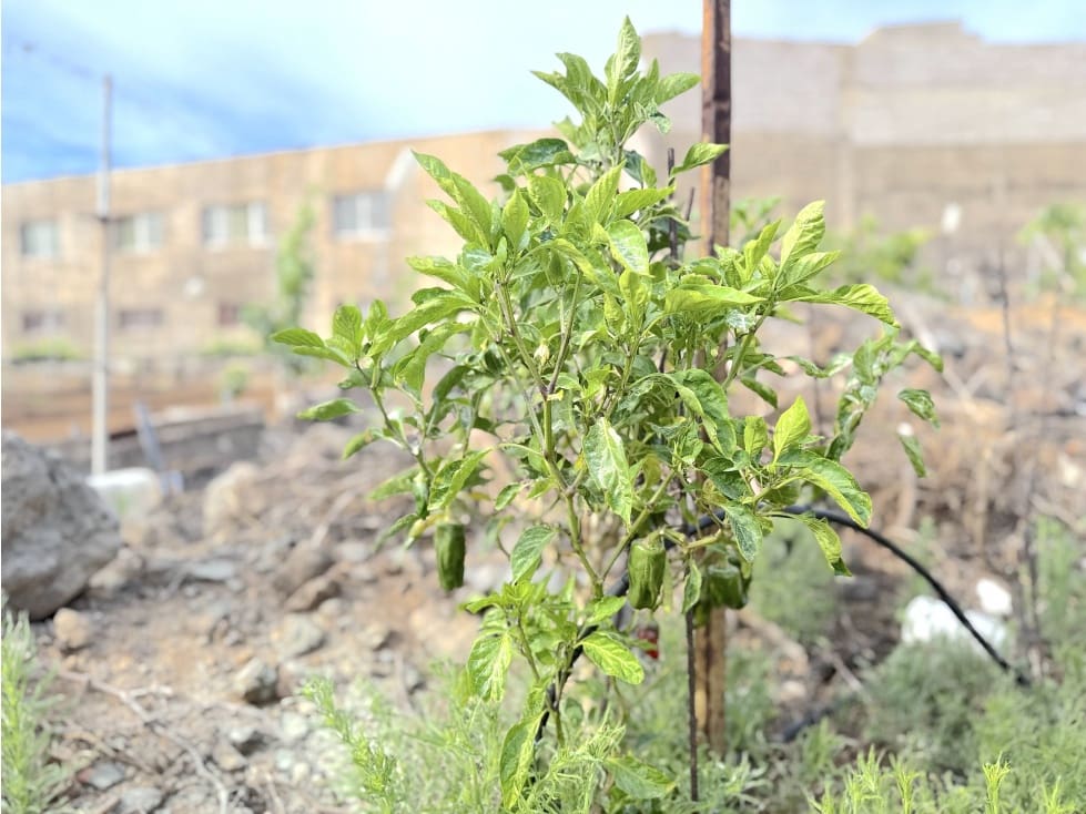 Grunde uden byggetilladelser til salg i Guimar - € 105.000 (Ref: 9008362)