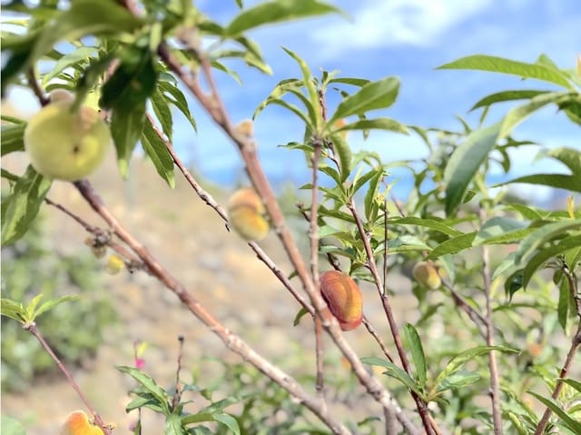 Undeveloped Land for sale in Güímar - € 105,000 (Ref: 9008362)